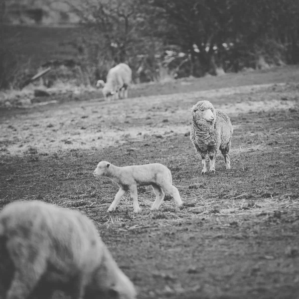 Ovelhas na fazenda durante o dia . — Fotografia de Stock