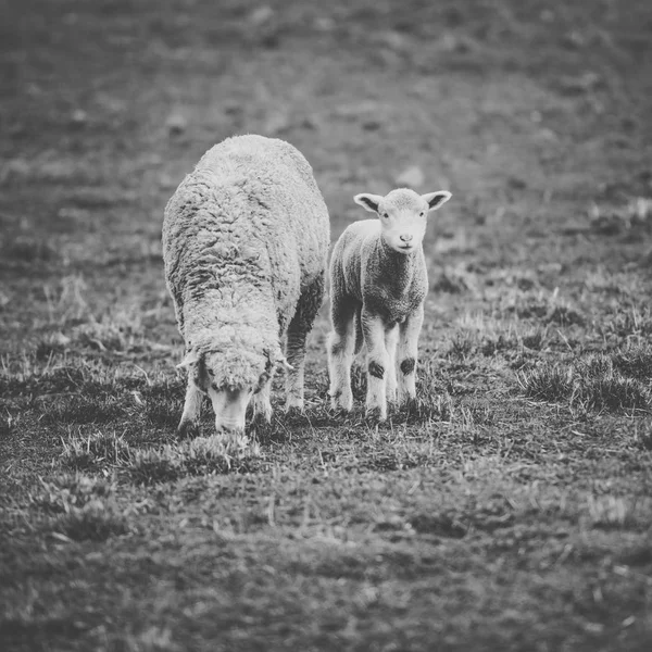 Ovelhas na fazenda durante o dia . — Fotografia de Stock