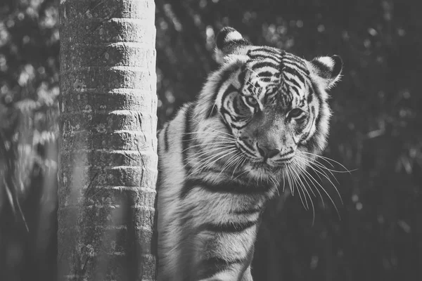 Tigru bengalez — Fotografie, imagine de stoc