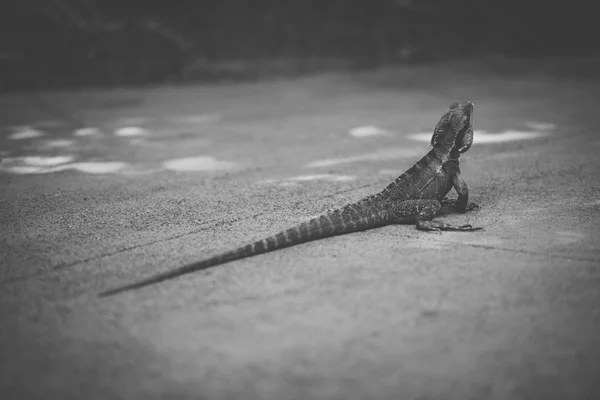 Wasserdrache. — Stockfoto