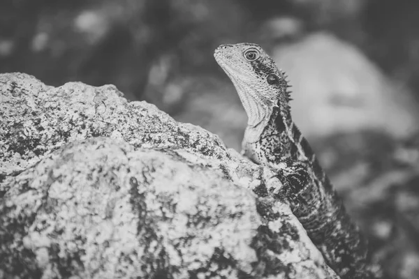 Dragão de água . — Fotografia de Stock