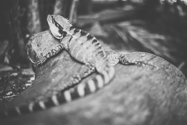 Wasserdrache. — Stockfoto