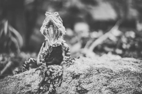 Dragão de água . — Fotografia de Stock