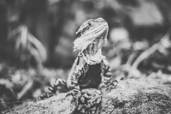 Wasserdrache. — Stockfoto