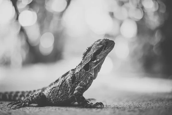 Wasserdrache. — Stockfoto