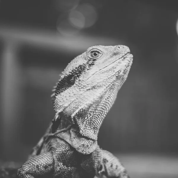 Dragão de água . — Fotografia de Stock