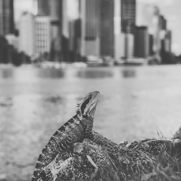 Wasserdrache. — Stockfoto