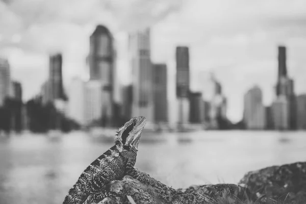 Wasserdrache. — Stockfoto