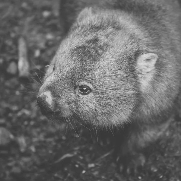 Wombat w ciągu dnia — Zdjęcie stockowe