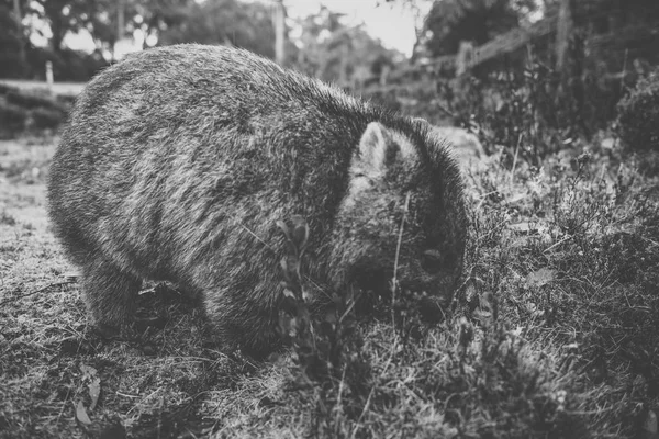 Wombat в течение дня — стоковое фото