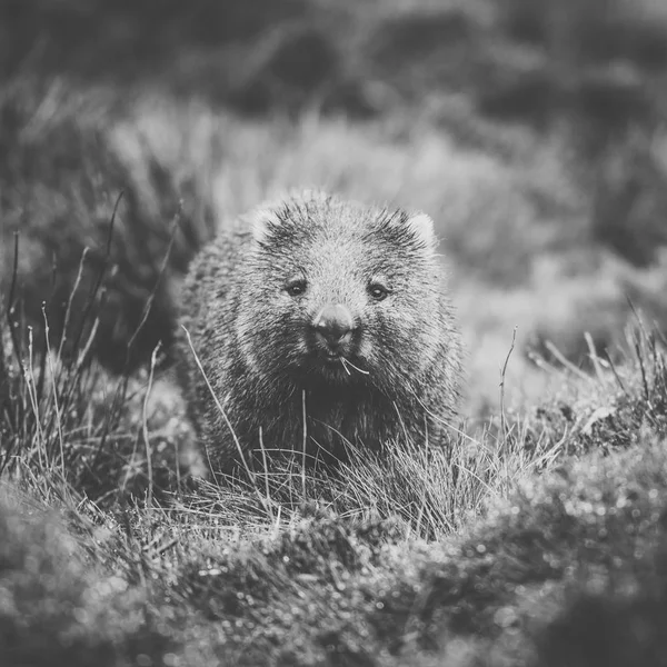Wombat в течение дня — стоковое фото