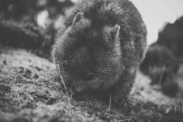 Wombat durante o dia — Fotografia de Stock