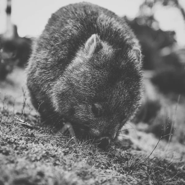 Wombat durante o dia — Fotografia de Stock