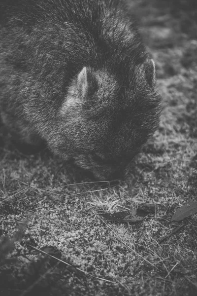 Wombat durante o dia — Fotografia de Stock