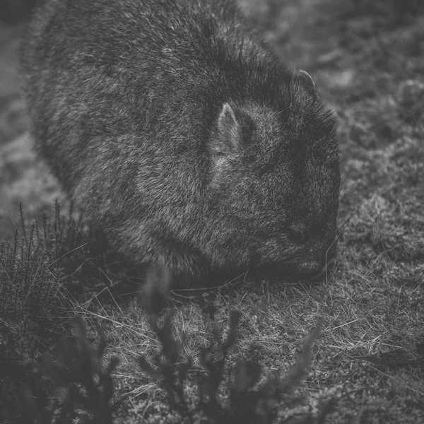 Wombat under dagen — Stockfoto