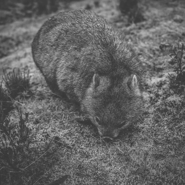Wombat overdag — Stockfoto