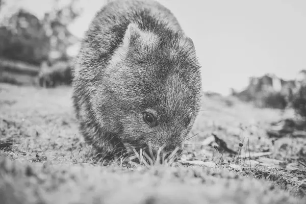 Wombat durante o dia — Fotografia de Stock