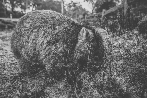 Wombat w ciągu dnia — Zdjęcie stockowe