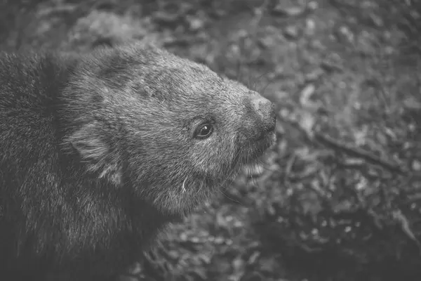 Wombat в течение дня — стоковое фото