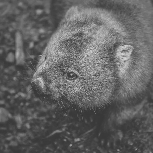 Wombat tagsüber — Stockfoto