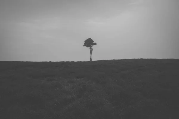 Vista de una colina de un árbol en un día de niebla en la costa del sol . — Foto de Stock