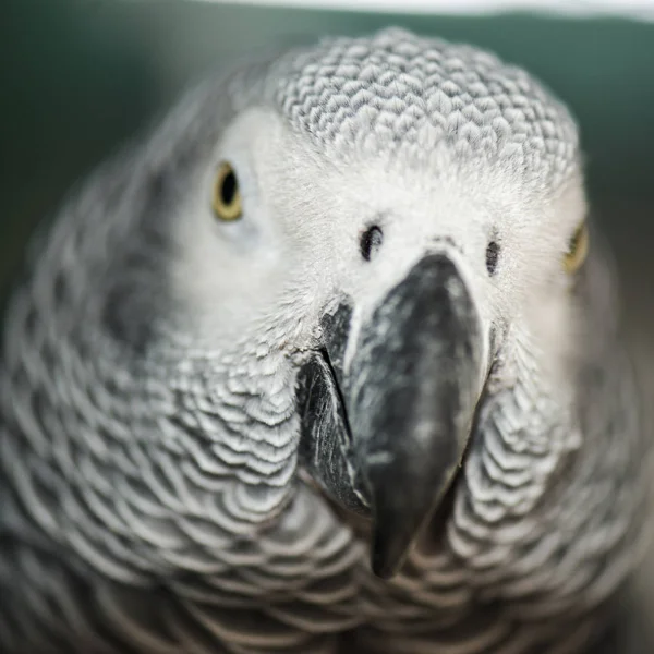 Zblízka africkým šedým papouškem — Stock fotografie