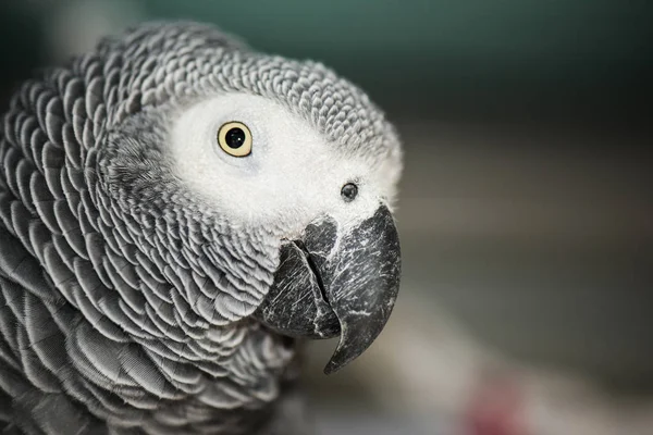 Primo piano di un pappagallo grigio africano — Foto Stock