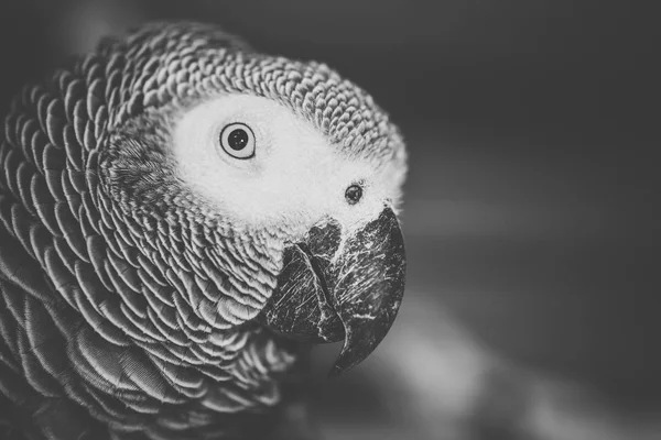 Close up van een Afrikaanse Grijze Papegaai — Stockfoto