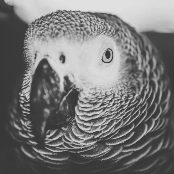 Primo piano di un pappagallo grigio africano — Foto Stock