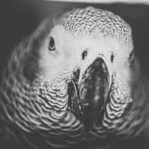 Bir Afrika gri papağan yakın çekim — Stok fotoğraf