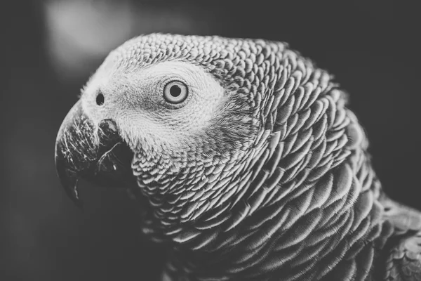 Close up of an African Grey Parrot — Stock Photo, Image