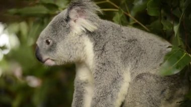 Gün boyunca dinlenme ağaçta şirin Avustralya Koala.