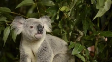 Gün boyunca dinlenme ağaçta şirin Avustralya Koala.