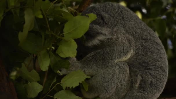 Симпатичный Австралийский Коала Дереве Отдыхает Днем — стоковое видео
