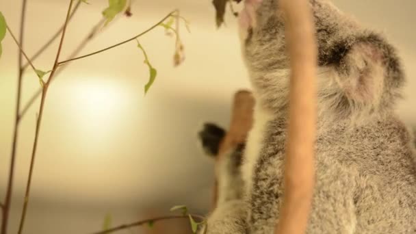 Χαριτωμένο Αυστραλιανό Κοάλα Ένα Δέντρο Ανάπαυσης Κατά Διάρκεια Της Ημέρας — Αρχείο Βίντεο
