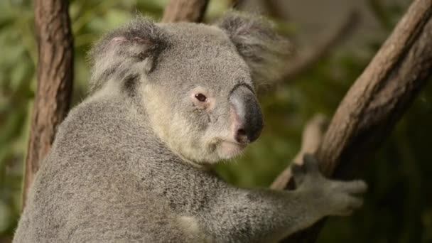 Χαριτωμένο Αυστραλιανό Κοάλα Ένα Δέντρο Ανάπαυσης Κατά Διάρκεια Της Ημέρας — Αρχείο Βίντεο