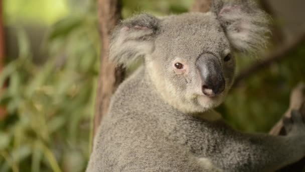Söt Australiensiska Koala Ett Träd Som Vilar Dagen — Stockvideo