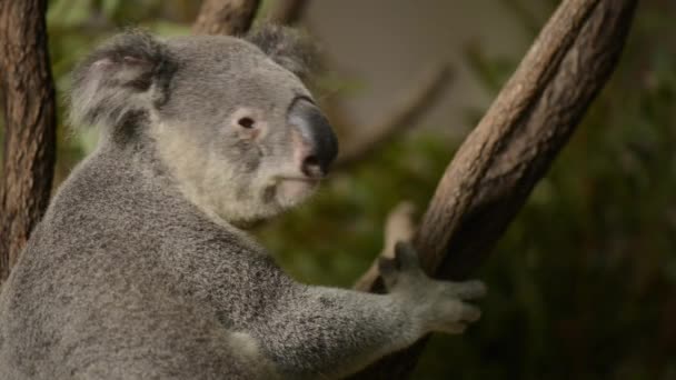 Koala Australiano Bonito Uma Árvore Descansando Durante Dia — Vídeo de Stock