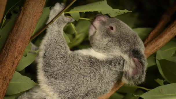 Koala Australiano Bonito Uma Árvore Descansando Durante Dia — Vídeo de Stock