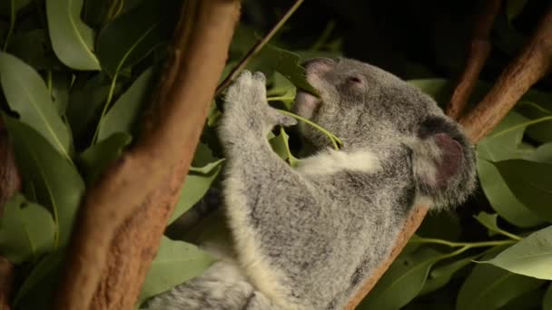 Söt Australiensiska Koala Ett Träd Som Vilar Dagen — Stockvideo
