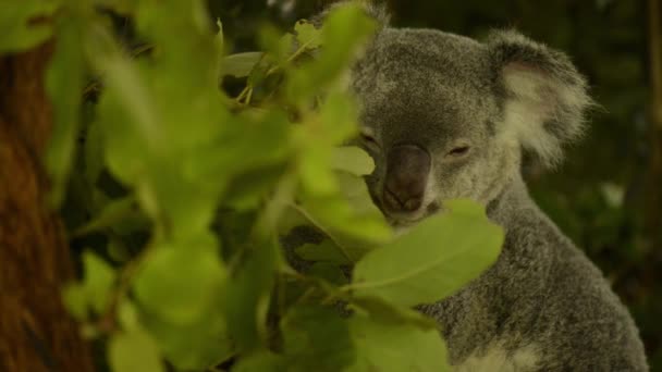 Lindo Koala Australiano Árbol Descansando Durante Día — Vídeo de stock