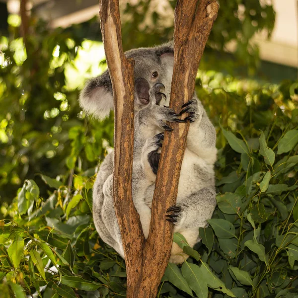 Roztomilá Koala australská odpočinek během dne. — Stock fotografie