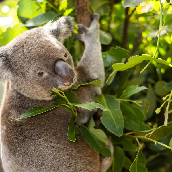 Şirin Avustralya gün boyunca dinlenme Koala. — Stok fotoğraf