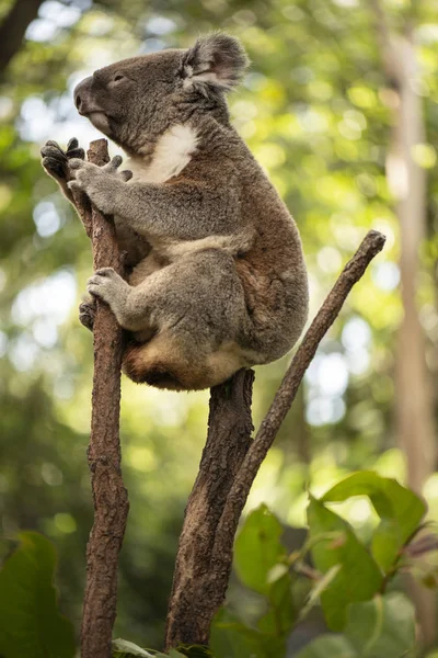 Koala australiano bonito descansando durante o dia . — Fotografia de Stock
