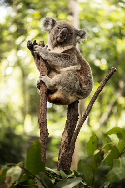 可爱的澳大利亚考拉白天休息. — 图库照片