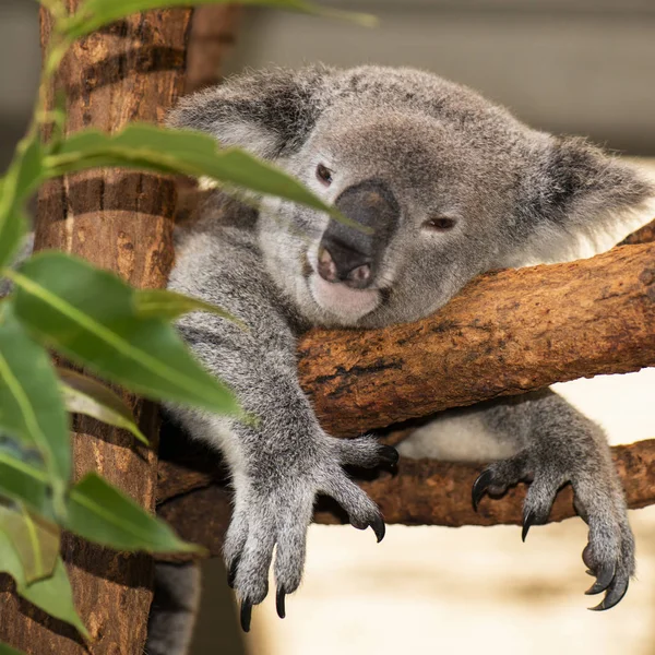 Koala australiano bonito descansando durante o dia . — Fotografia de Stock