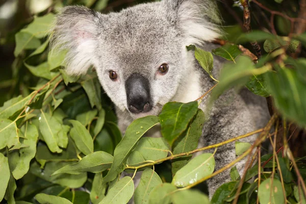 Süßer australischer Koala ruht tagsüber. — Stockfoto