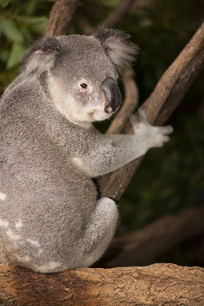 日中休んでかわいいオーストラリア コアラ. — ストック写真