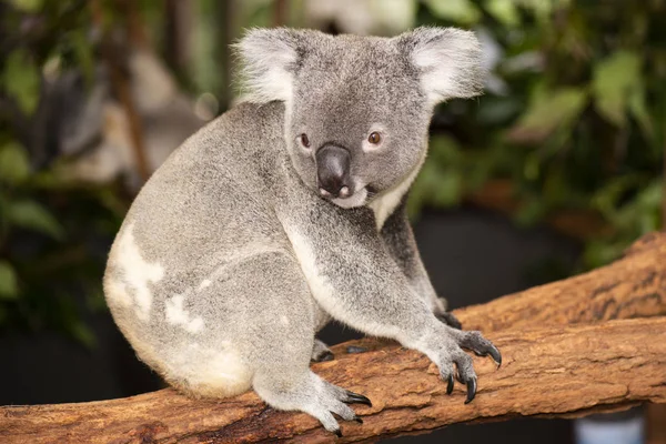 Lindo australiano Koala descansando durante el día . —  Fotos de Stock