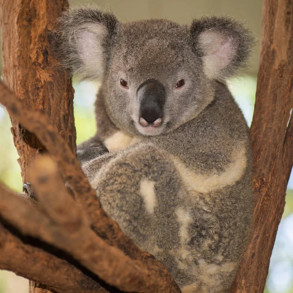 Koala australiano bonito descansando durante o dia . — Fotografia de Stock